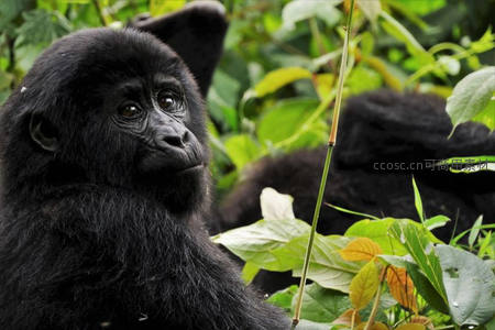 大猩猩幼崽丛林凝望