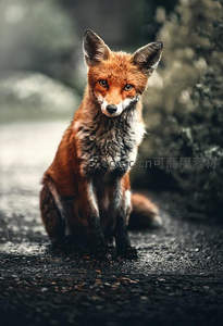 林间精灵：红狐好奇回望路人