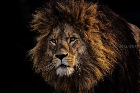 暗影中的狮王，鬃毛飞扬气势磅礴