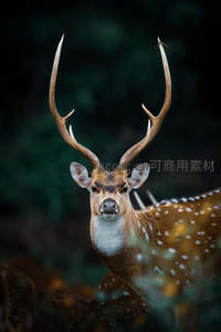 斑鹿昂首，林间王者风范