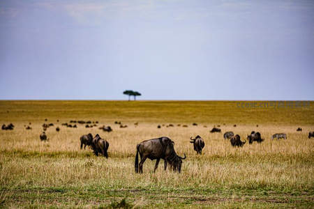 草原角马群与孤树的壮丽风景