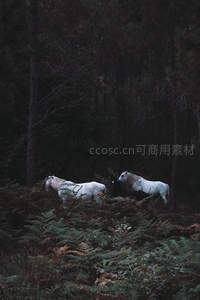幽暗森林中两匹白马静谧漫步