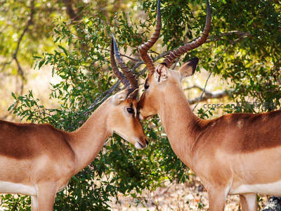 两只雄性黑斑羚角抵角亲密互动