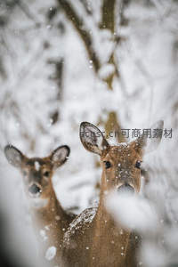 雪中双鹿静立林间对望