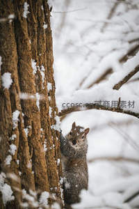 雪中松鼠攀爬树干，萌态可掬