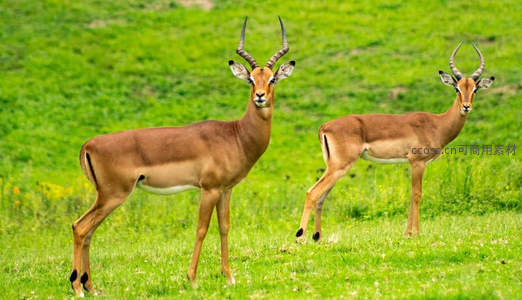 草原上的羚羊优雅伫立