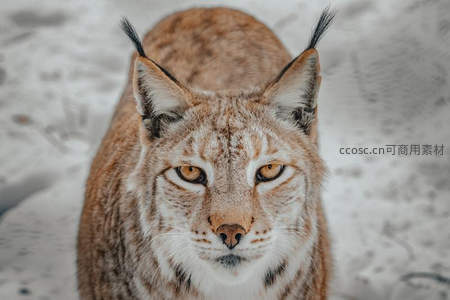 雪地猞猁凝视镜头