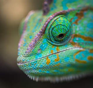 变色龙眼部特写，细节震撼