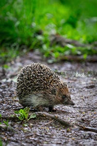 刺猬雨后漫步泥泞小径