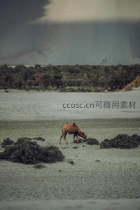 荒漠孤驼漫步沙丘之间