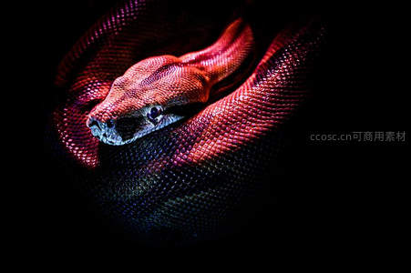 红光下的蟒蛇展现金属质感