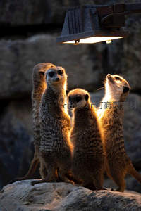 狐獴家族仰望灯光好奇探秘