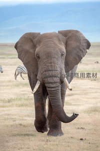 非洲象踏步草原长鼻卷曲前行