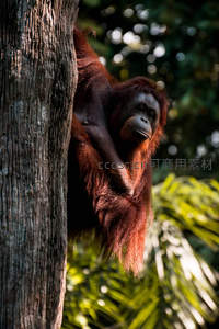 红毛猩猩倚树而坐凝视丛林深处