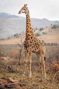 长颈鹿独立荒野远眺苍茫山脉