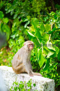 猴子静坐石墙绿叶环绕凝思