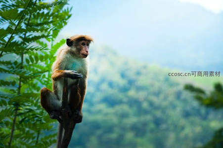 树梢上的猴子凝望远方山林