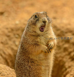 土拨鼠站立张嘴仿佛在呼喊
