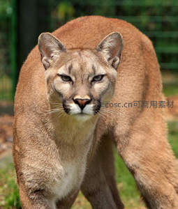美洲狮凝视镜头，眼神锐利威严十足