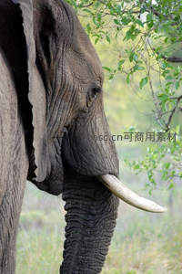 大象侧颜特写，皱纹诉说岁月沧桑