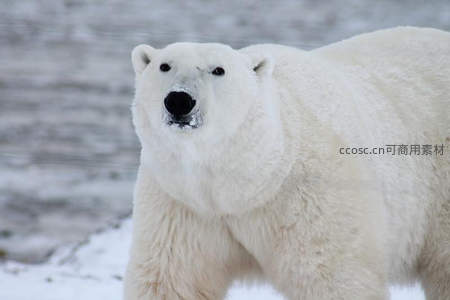 雪地中的北极熊凝视远方