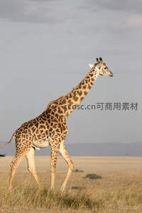 孤独的长颈鹿漫步草原