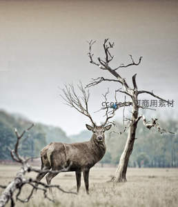 枯树下的雄鹿与蓝鸟静谧对望