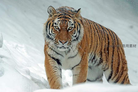 雪中老虎步步逼近，眼神如炬