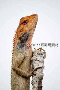 变色蜥蜴攀附枝干仰望天空姿态优雅