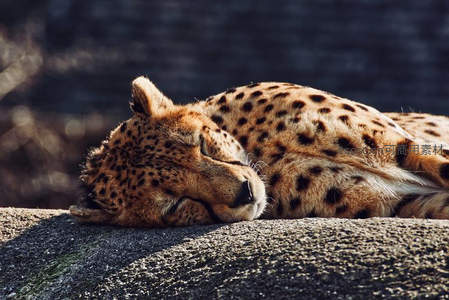 猎豹在岩石上安详休憩，斑点皮毛沐浴阳光