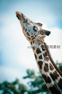 长颈鹿仰望蓝天，修长脖颈与云朵相映成趣