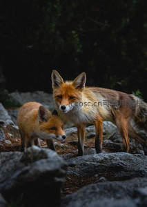 岩间双狐凝视远方