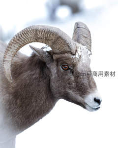 雪中盘羊侧颜特写