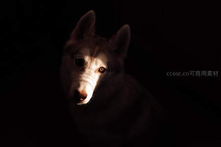 暗影中哈士奇凝视