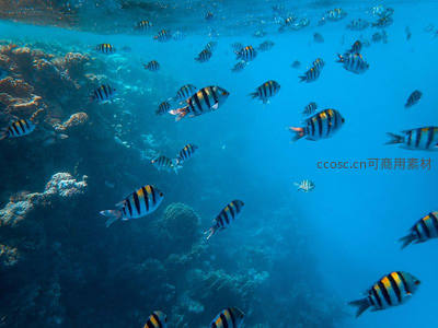 珊瑚礁中条纹鱼群畅游的蔚蓝海底世界