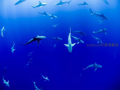深海中优雅游弋的鲨鱼群剪影