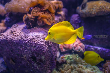 色彩斑斓珊瑚间游弋的亮黄色热带鱼