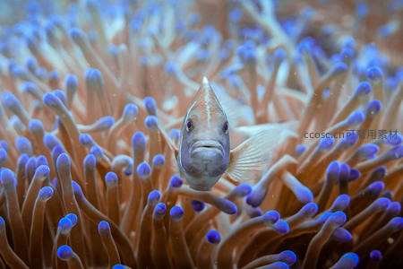 小丑鱼在海葵中探头探脑