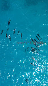 航拍视角下的海豚群游弋