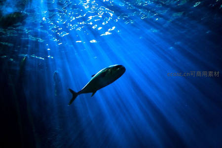 深海鱼影沐浴在神圣光束之中