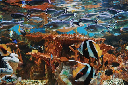 珊瑚礁生态乐园中鱼群穿梭嬉戏
