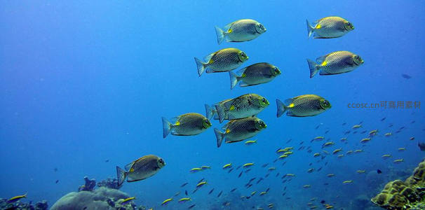 深海鱼群优雅游弋珊瑚礁间