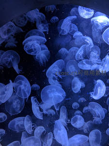 深海蓝光水母群舞动如梦似幻