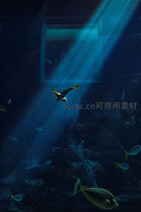 光束穿透水下世界鱼影翩跹