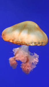 橙粉渐变水母悬浮纯蓝背景中