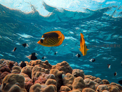 蝴蝶鱼在珊瑚礁上方优雅游动
