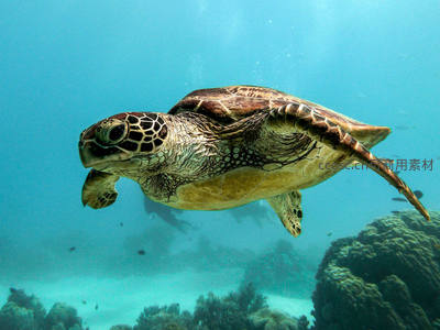 海龟悠游珊瑚礁间