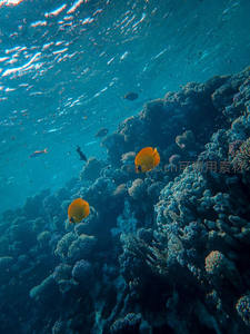 橙色蝴蝶鱼巡游礁石