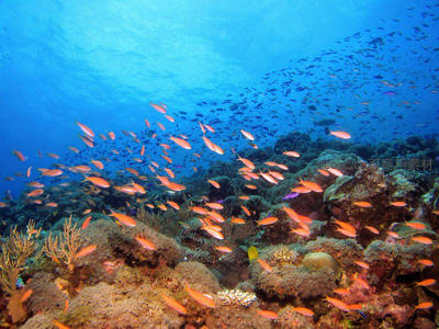 珊瑚礁群鱼穿梭海底世界