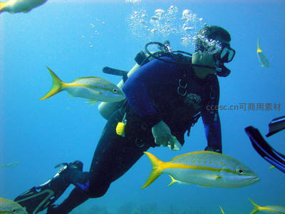 潜水员与黄尾鱼共舞深海